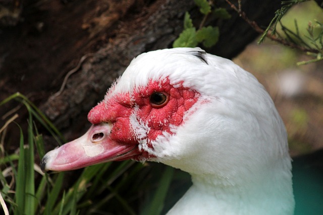 球迷和專家 球迷和專家